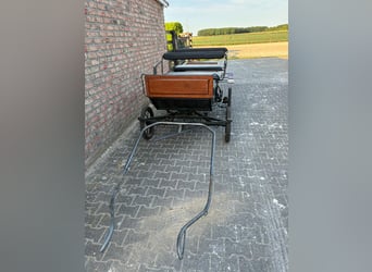 Welsh-A, Ruin, 4 Jaar, 122 cm, Schimmel