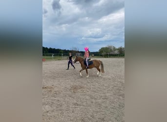 Welsh-A, Ruin, 4 Jaar, 123 cm, Lichtbruin