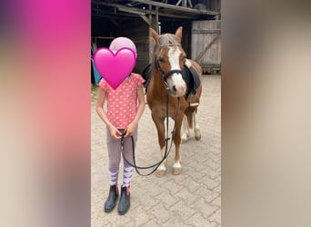 Welsh-A, Ruin, 4 Jaar, 123 cm, Lichtbruin