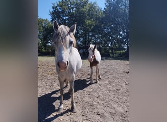 Welsh-A, Ruin, 4 Jaar, 124 cm, Blauwschimmel