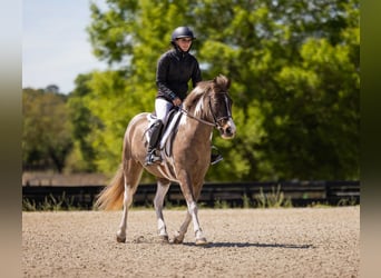 Welsh-A Mix, Ruin, 4 Jaar, 132 cm, Gevlekt-paard