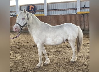 Welsh-A, Ruin, 4 Jaar, Cremello