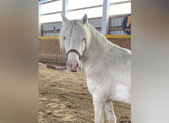 Welsh-A, Ruin, 4 Jaar, Cremello