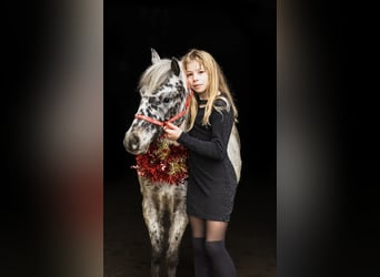 Welsh-A, Ruin, 5 Jaar, 114 cm, Appaloosa