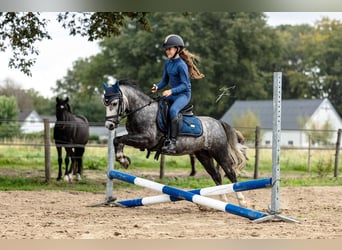 Welsh-A, Ruin, 5 Jaar, 117 cm, Brown Falb schimmel