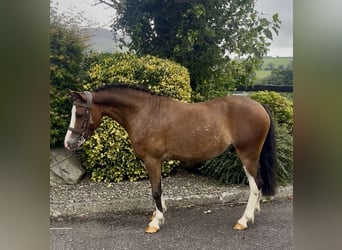 Welsh-A, Ruin, 5 Jaar, 121 cm, Roodbruin