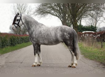 Welsh-A, Ruin, 5 Jaar, 121 cm, Schimmel