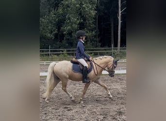 Welsh-A, Ruin, 5 Jaar, 124 cm, Palomino