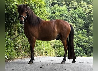 Welsh-A Mix, Ruin, 6 Jaar, 112 cm, Bruin