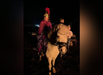 Welsh-A, Ruin, 6 Jaar, 117 cm, Palomino