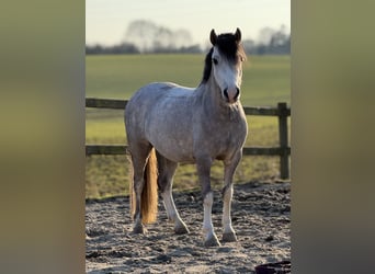 Welsh-A, Ruin, 6 Jaar, 119 cm, Schimmel