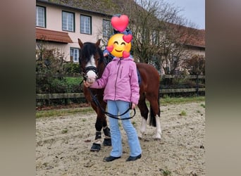 Welsh-A, Ruin, 6 Jaar, 120 cm, Bruin