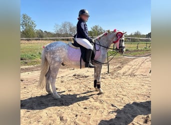 Welsh-A, Ruin, 6 Jaar, 121 cm, Appelschimmel