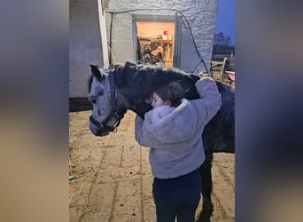 Welsh-A, Ruin, 6 Jaar, 123 cm, Appelschimmel