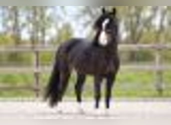 Welsh-A, Ruin, 6 Jaar, 127 cm, Zwartbruin