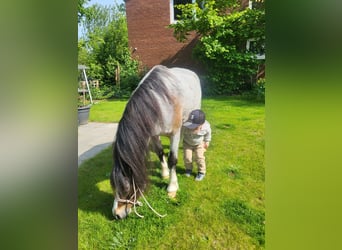 Welsh-A, Ruin, 7 Jaar, 118 cm