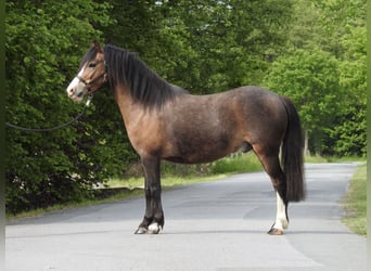 Welsh-A, Ruin, 7 Jaar, 120 cm, Bruin
