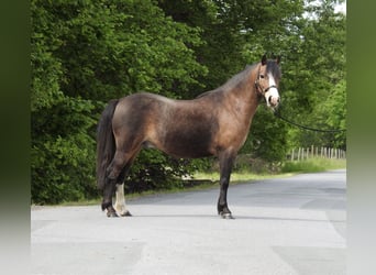 Welsh-A, Ruin, 7 Jaar, 120 cm, Bruin