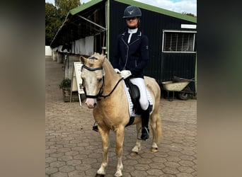 Welsh-A, Ruin, 7 Jaar, 122 cm, Palomino