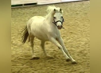 Welsh-A Mix, Ruin, 7 Jaar, 126 cm, Schimmel