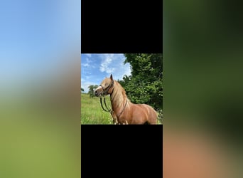 Welsh-A, Ruin, 7 Jaar, 126 cm, Vos