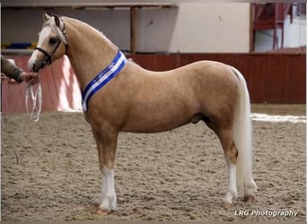 Welsh-A, Ruin, 7 Jaar, 130 cm, Palomino