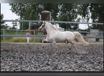 Welsh-A Mix, Ruin, 8 Jaar, 120 cm, Cremello