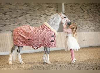 Welsh-A, Ruin, 8 Jaar, 123 cm, Schimmel