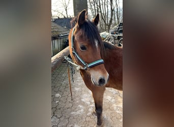 Welsh-A, Ruin, 8 Jaar, 125 cm, Bruin