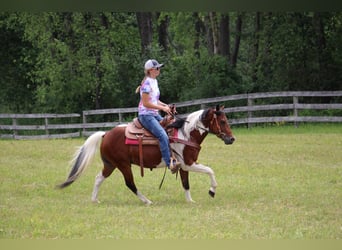 Welsh-A, Ruin, 8 Jaar, 132 cm, Tobiano-alle-kleuren