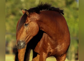 Welsh-A Mix, Ruin, 8 Jaar, 137 cm, Roodbruin