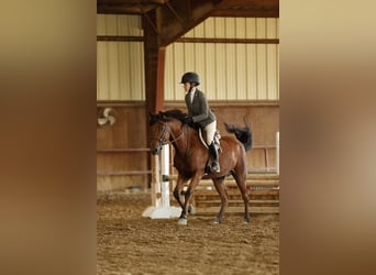 Welsh-A Mix, Ruin, 8 Jaar, 137 cm, Roodbruin