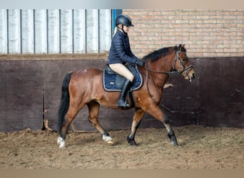 Welsh-A, Ruin, 9 Jaar, 120 cm, Roan-Bay