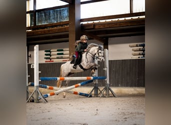 Welsh-A, Ruin, 9 Jaar, 121 cm, Blauwschimmel