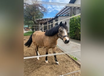 Welsh-A, Ruin, 9 Jaar, 121 cm, Falbe