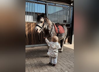 Welsh-A, Ruin, 9 Jaar, 122 cm, Roan-Red