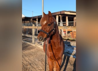 Welsh-A, Ruin, 9 Jaar, 125 cm, Vos