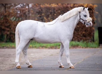 Welsh-A, Stallone, 11 Anni, 120 cm, Grigio