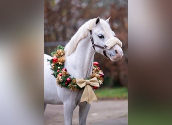 Welsh-A, Stallone, 11 Anni, 120 cm, Grigio