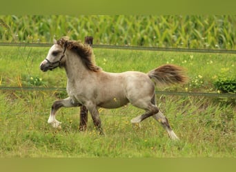 Welsh-A, Stallone, 1 Anno, 118 cm, Grigio