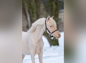 Welsh-A, Stallone, 2 Anni, 109 cm, Cremello