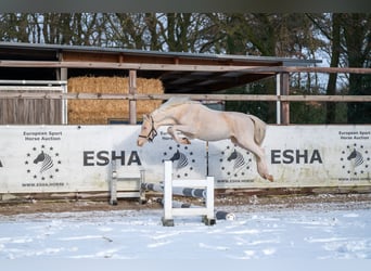 Welsh-A, Stallone, 2 Anni, 109 cm, Cremello