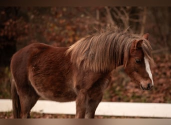 Welsh-A, Stallone, 2 Anni, 120 cm, Sauro