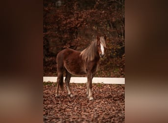 Welsh-A, Stallone, 2 Anni, 120 cm, Sauro