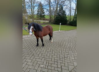 Welsh-A, Stallone, 3 Anni, 115 cm, Baio