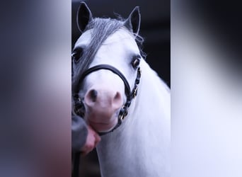 Welsh-A, Stallone, 3 Anni, 116 cm, Grigio