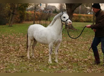 Welsh-A, Stallone, 3 Anni, 116 cm, Grigio