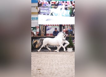 Welsh-A, Stallone, 3 Anni, 116 cm, Grigio