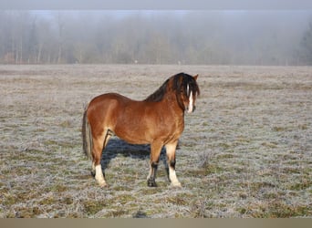 Welsh-A, Stallone, 3 Anni, 117 cm, Baio