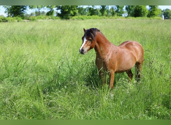 Welsh-A, Stallone, 3 Anni, 117 cm, Baio